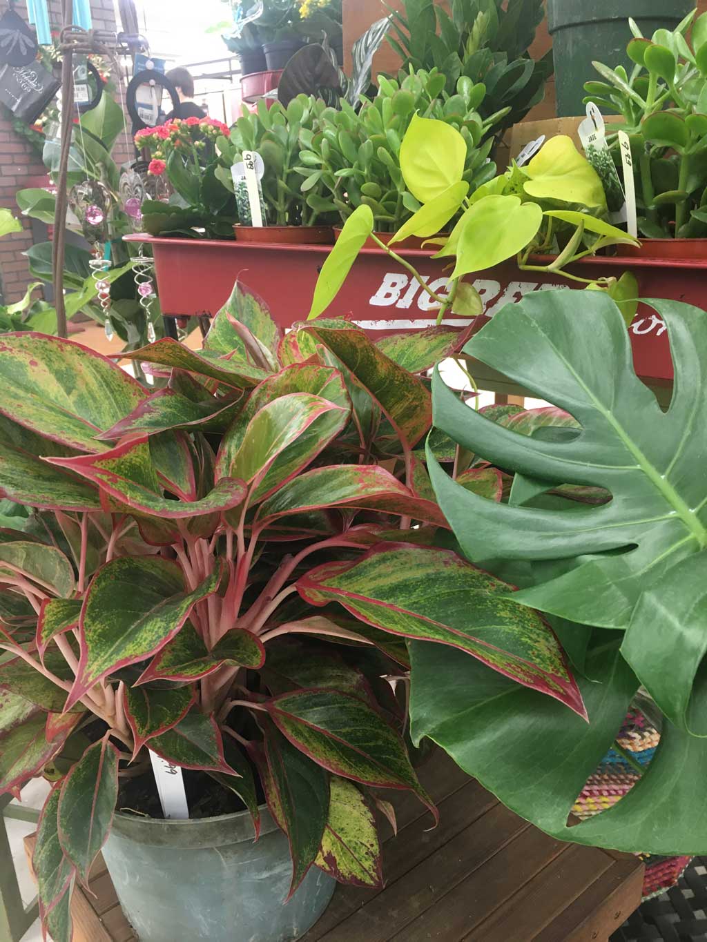 New In The Garden at Duvall Ace Hardware and Garden
