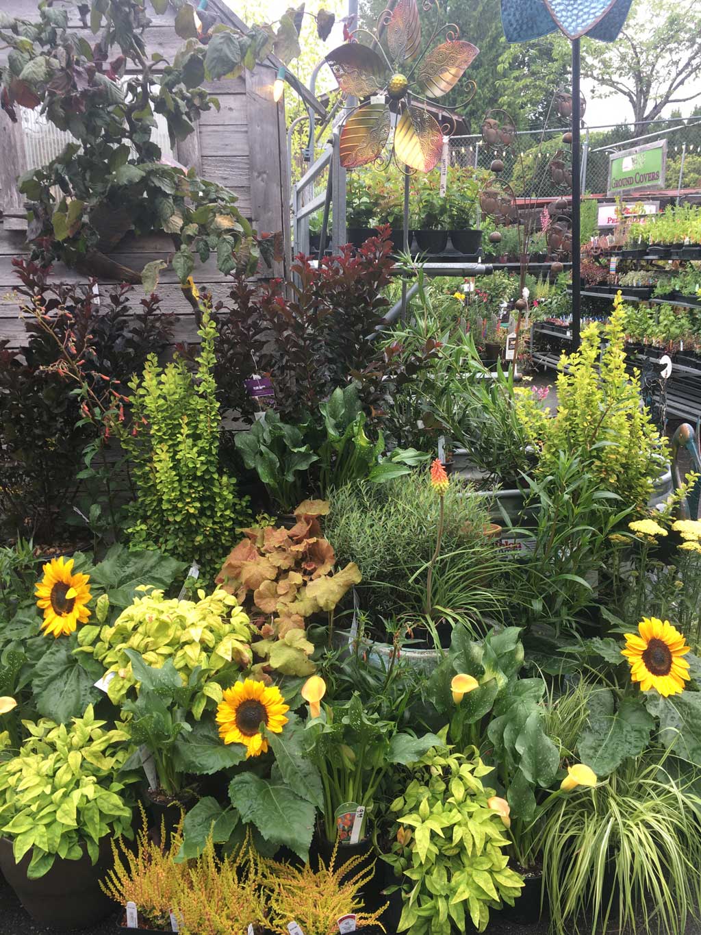 New In The Garden at Duvall Ace Hardware and Garden