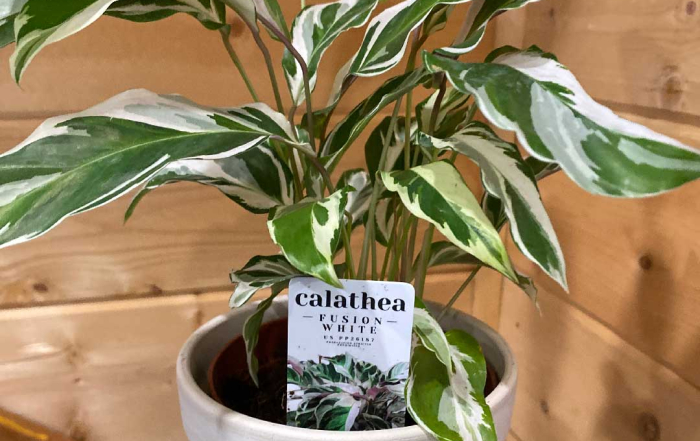 Calathea white fusion plant