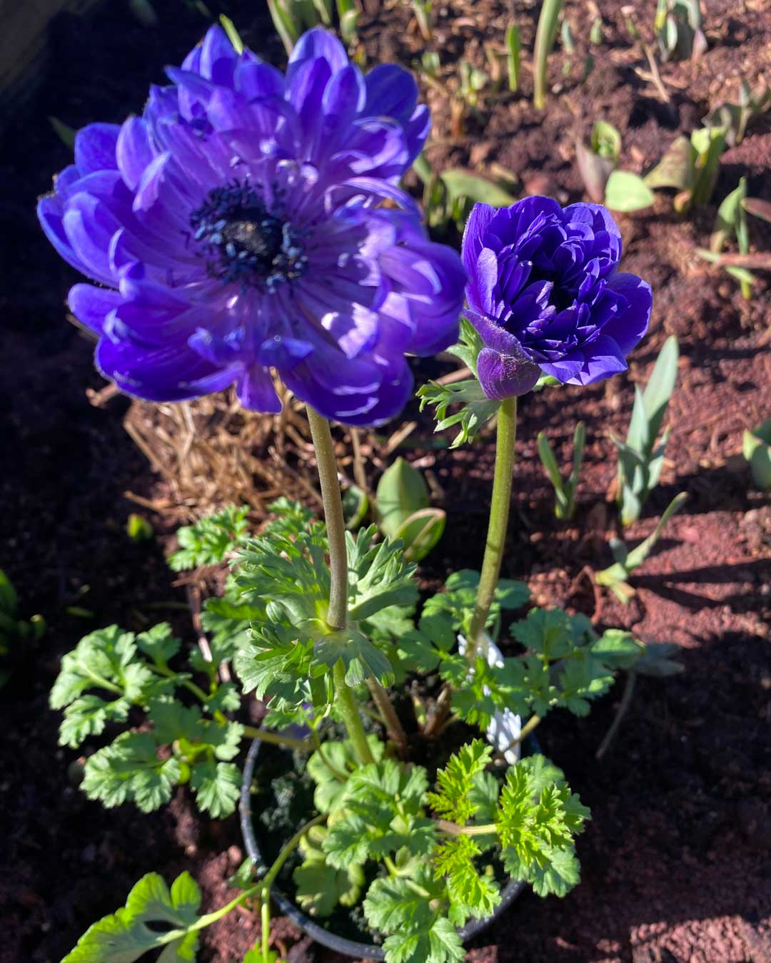 26-Ranunculus ranunculus