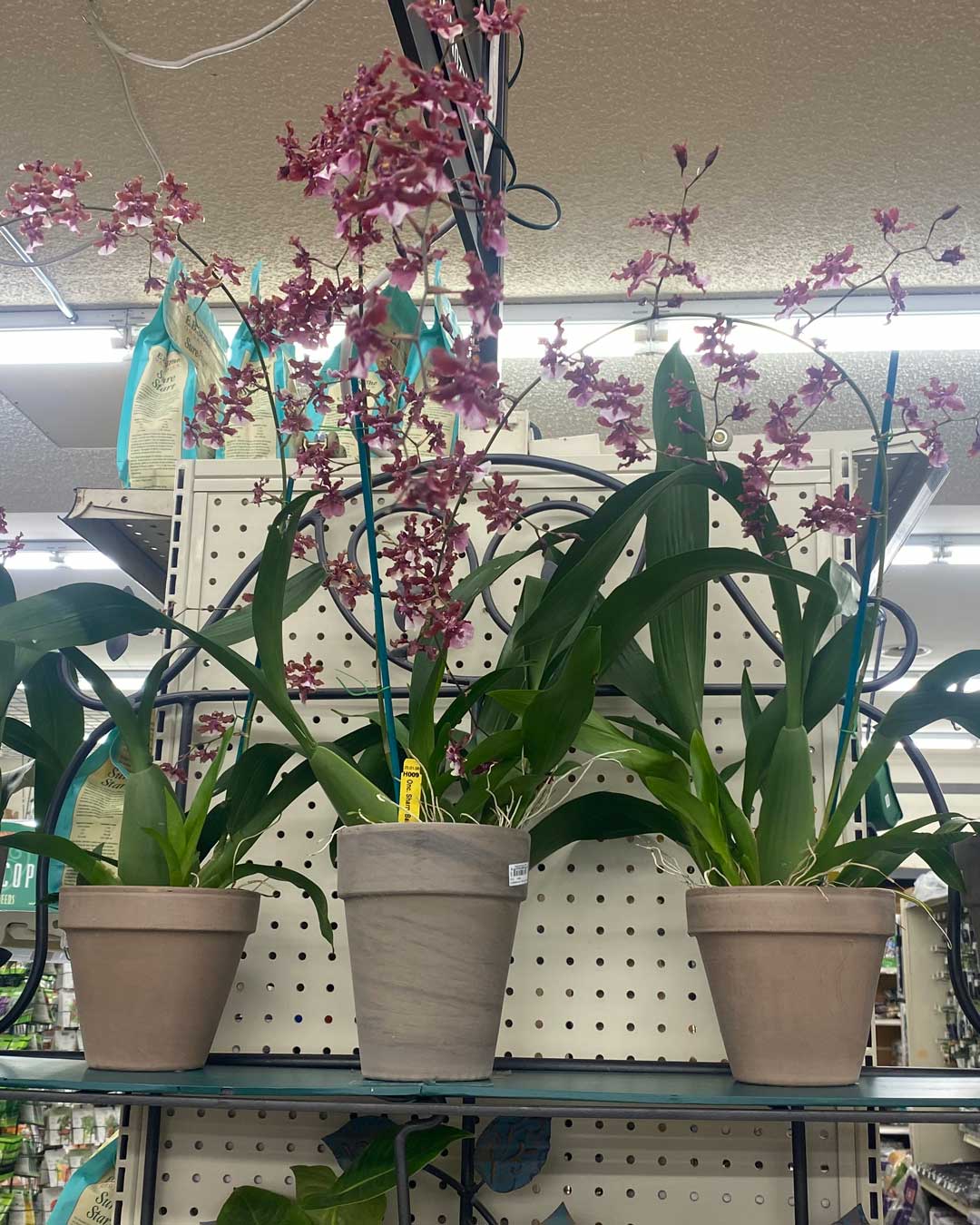 26-orchids orchids