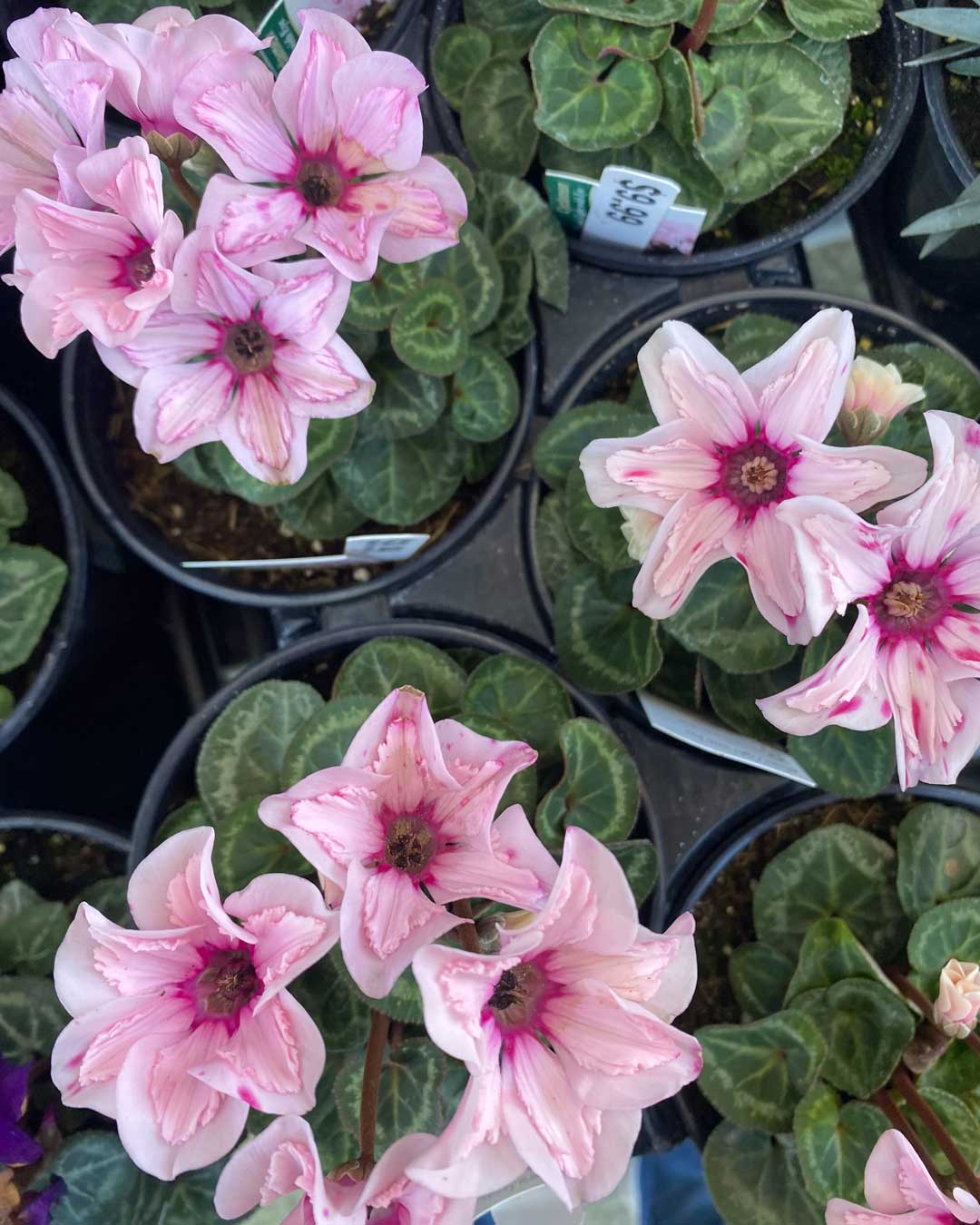 26-pink-cyclamen pink cyclamen