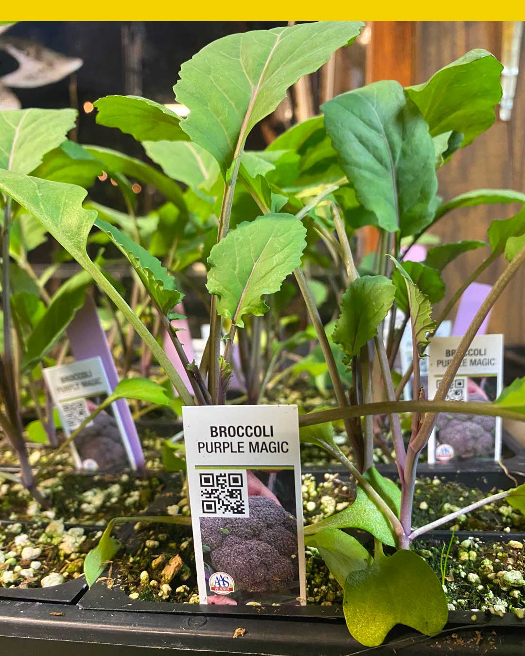 26-broccoli-starts broccoli starts