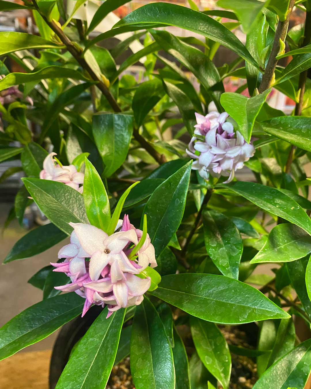 26-orchid Winter Daphne