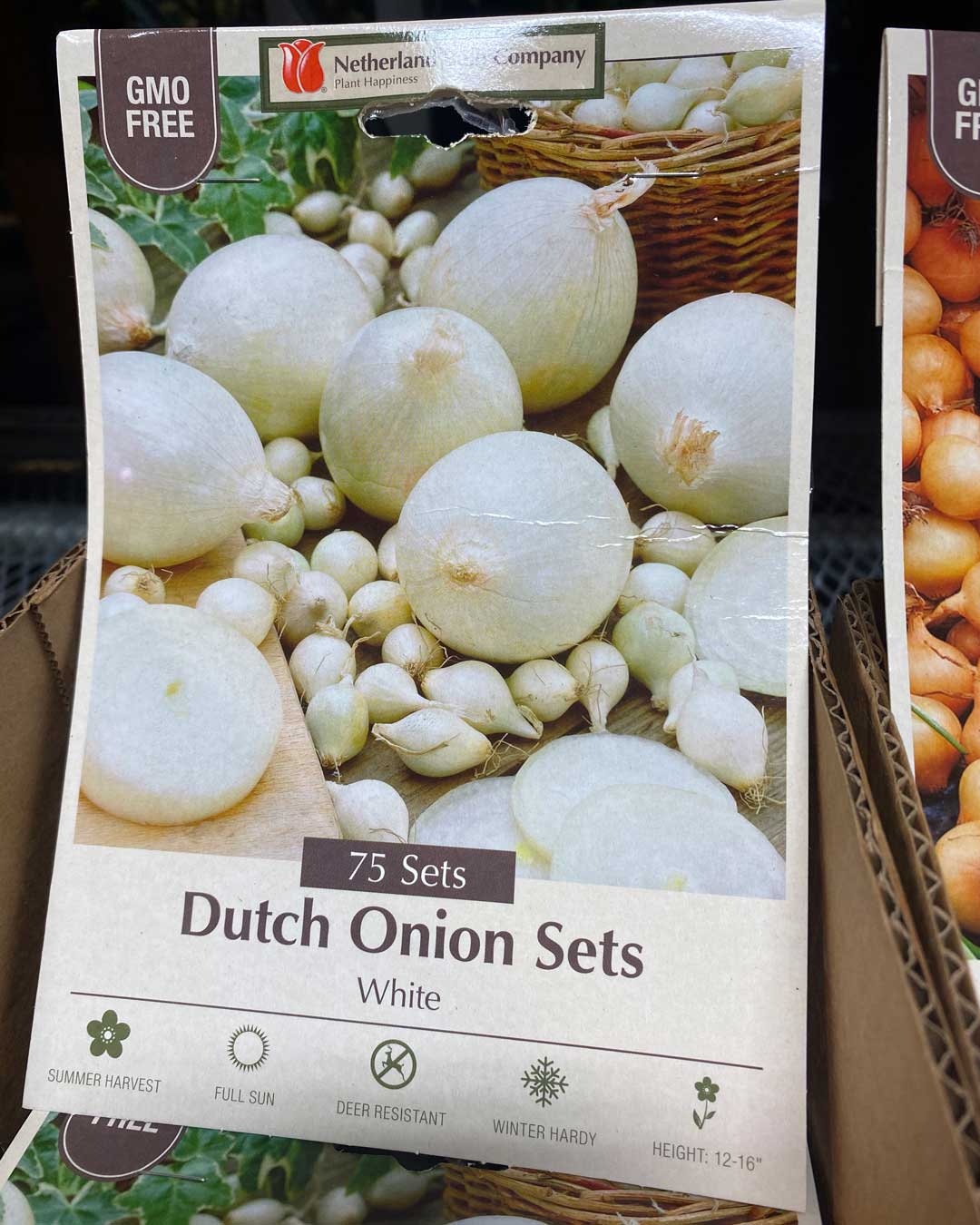 26-white-onion-sets white onion sets