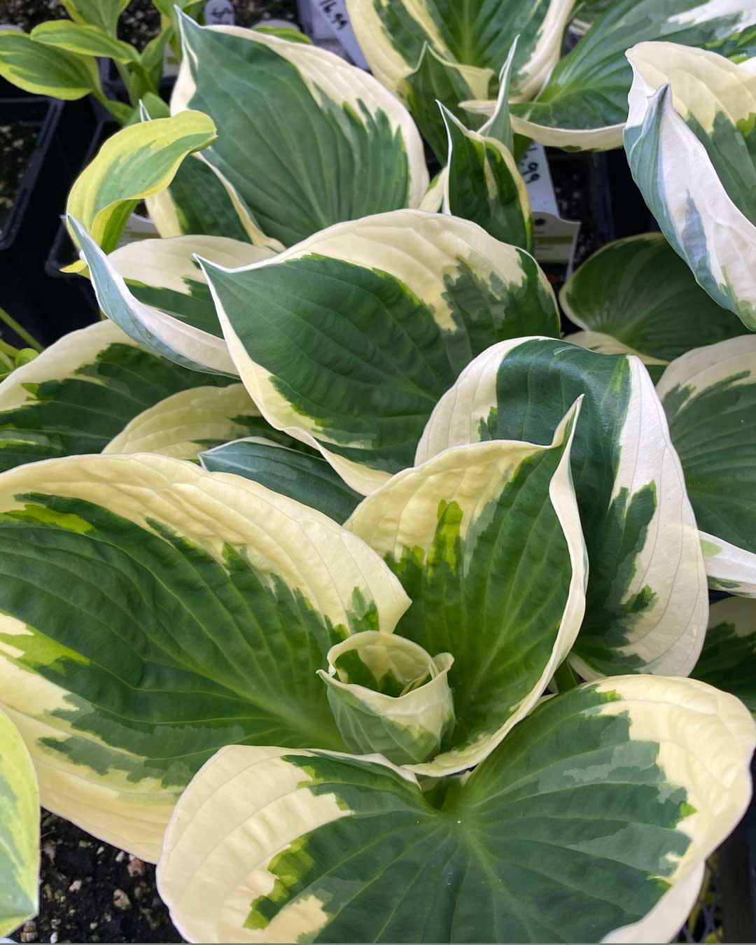 26-hostas hostas