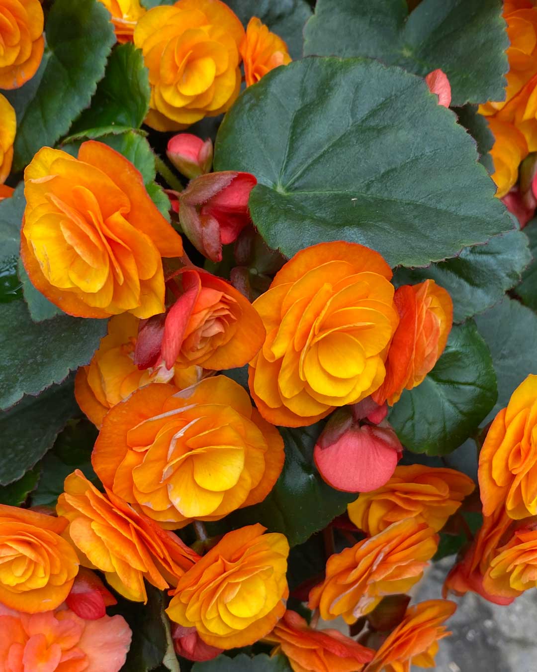 26-mday-begonia rieger begonia
