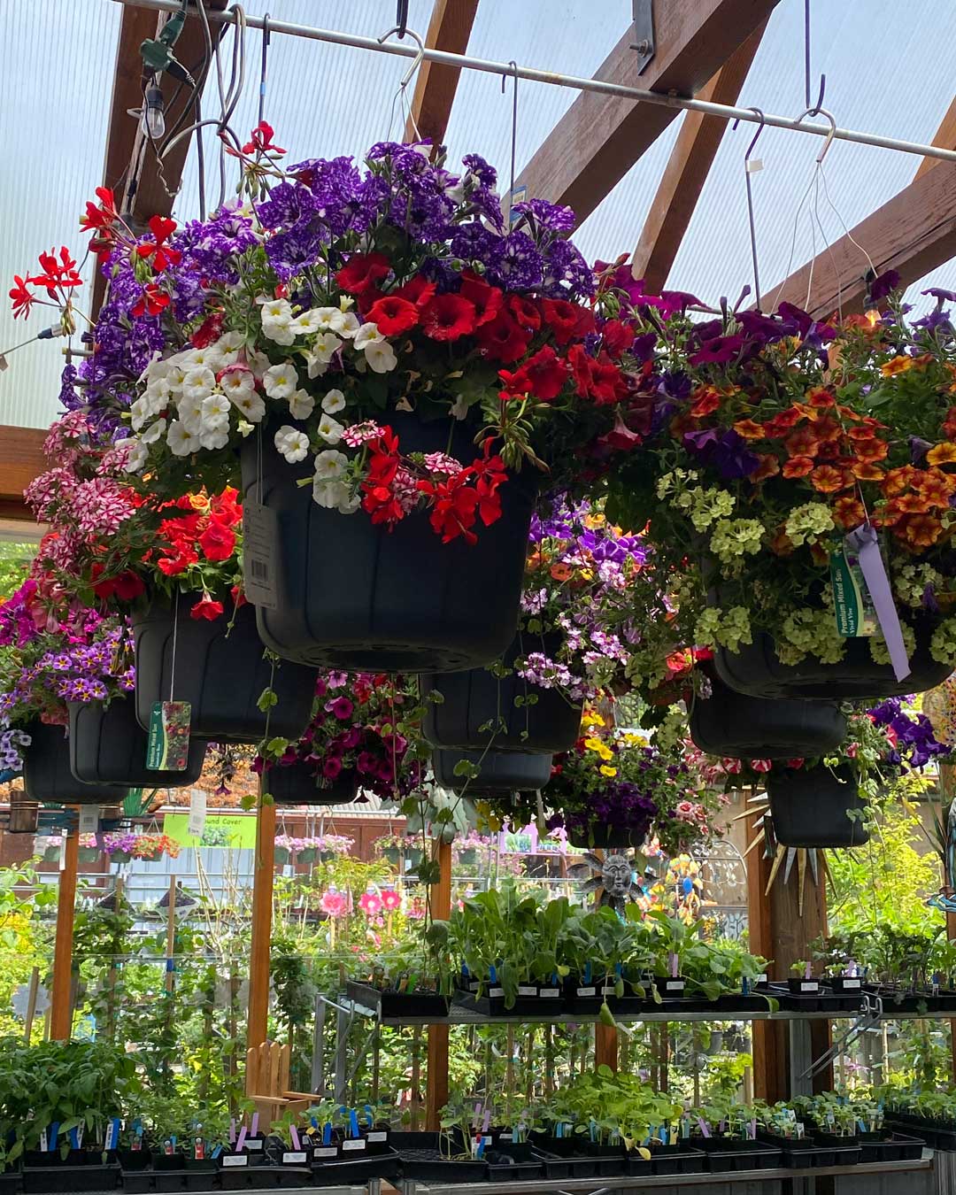 26-mday-hanging-baskets hanging basket closeup