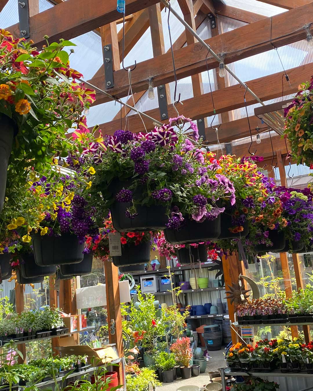 26-mday-hanging-baskets2 row of hanging baskets
