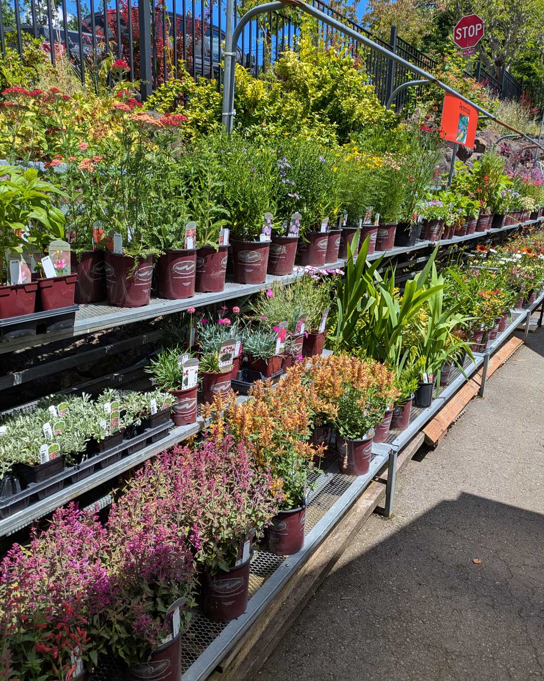 row of perennials