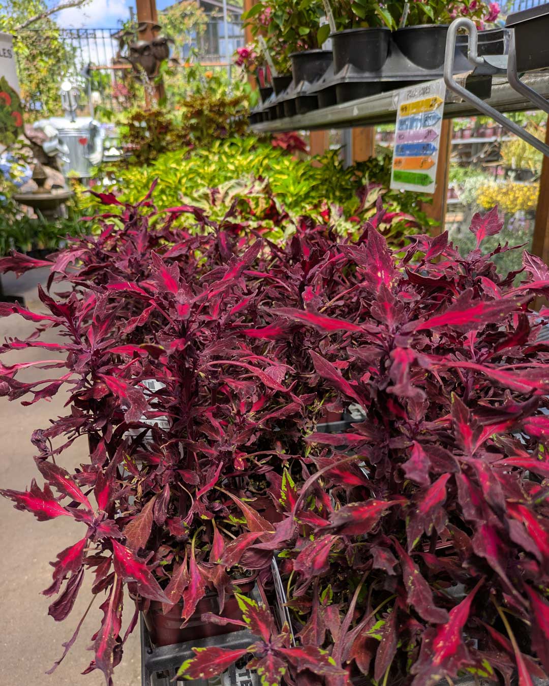 red coleus