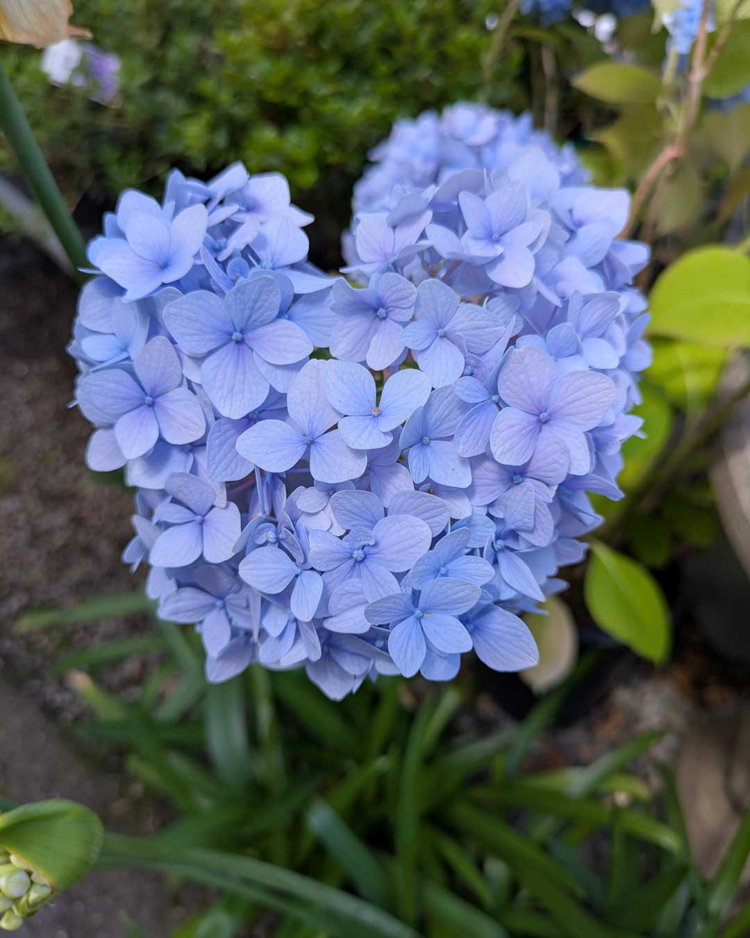 purple hydrangea closeup