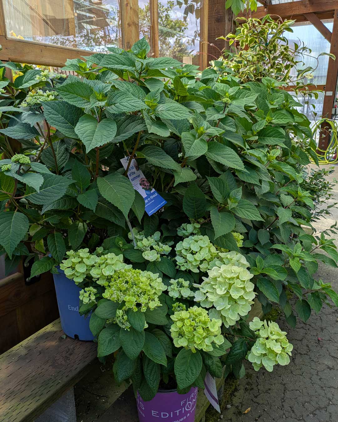 hydrangeas