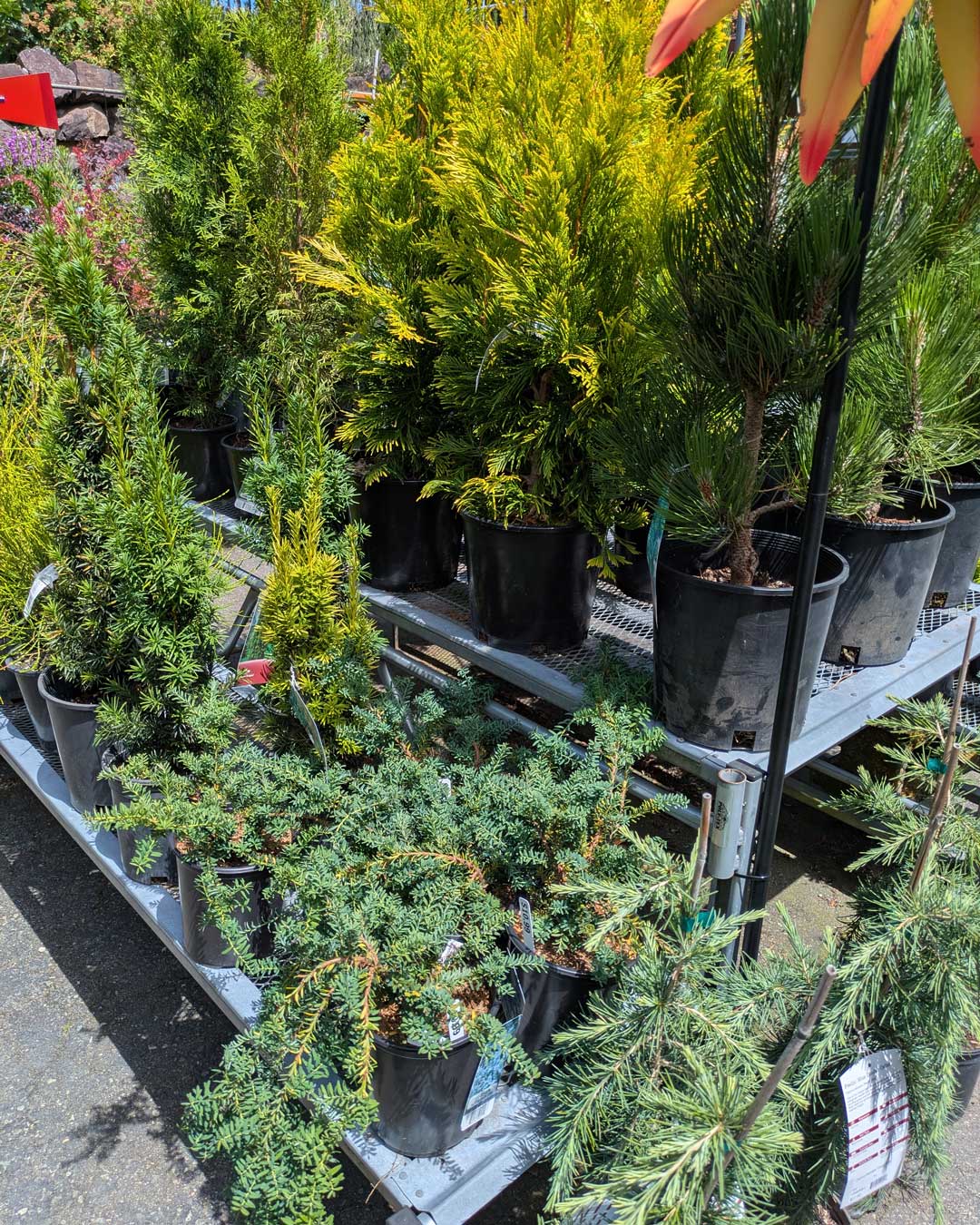 landscape bushes and trees