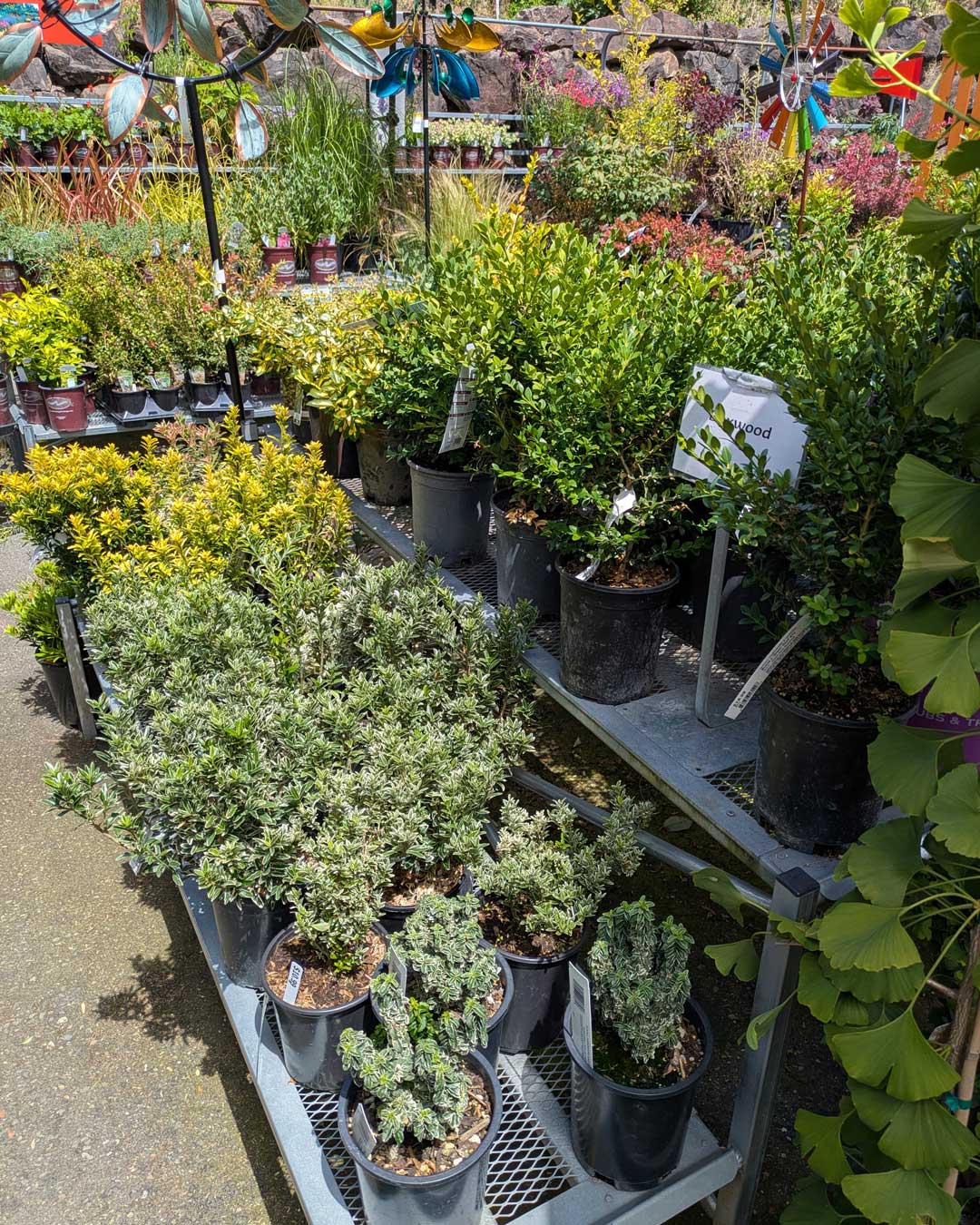landscape bushes and trees