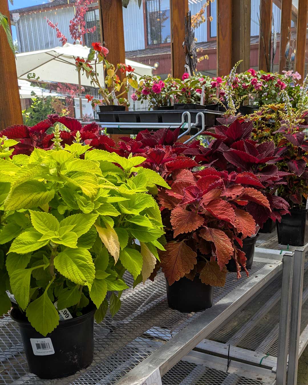 green or red coleus