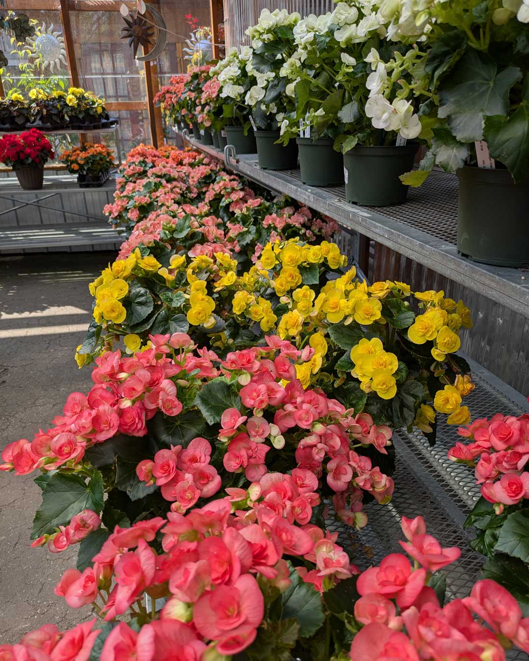 26-begonias begonias
