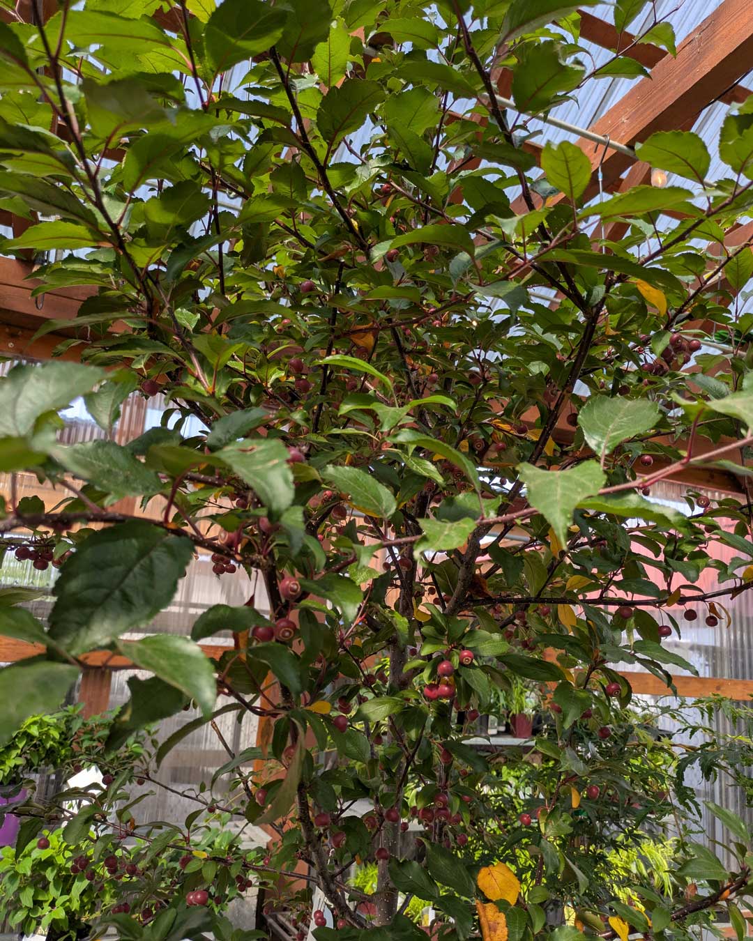 26-crabapple-tree crabapple tree