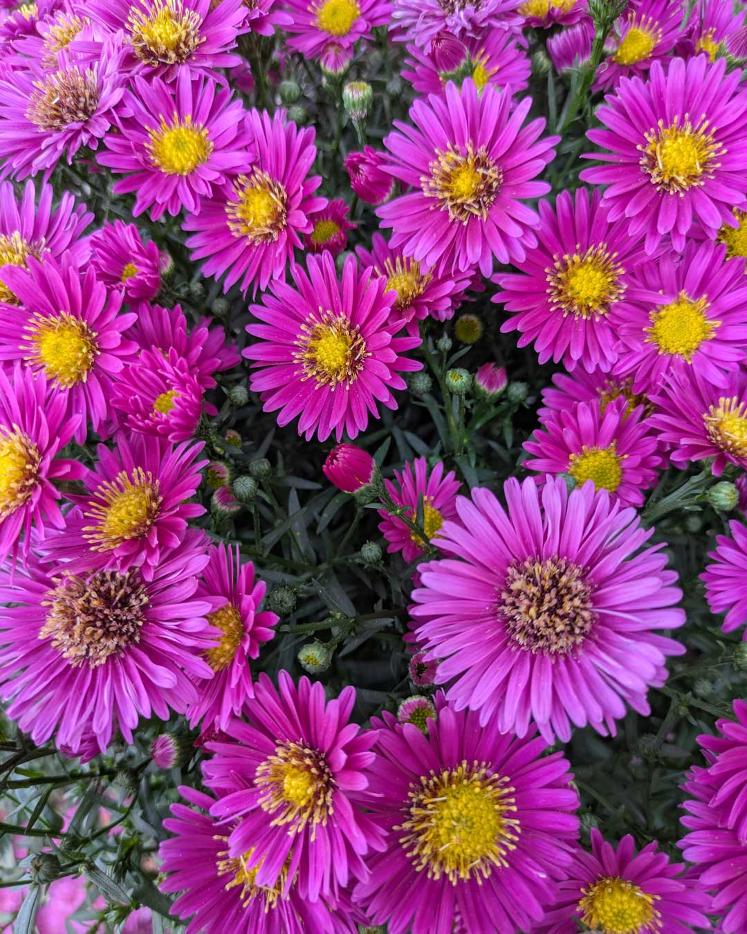26-fall-mums pollinator flowers with Natalie