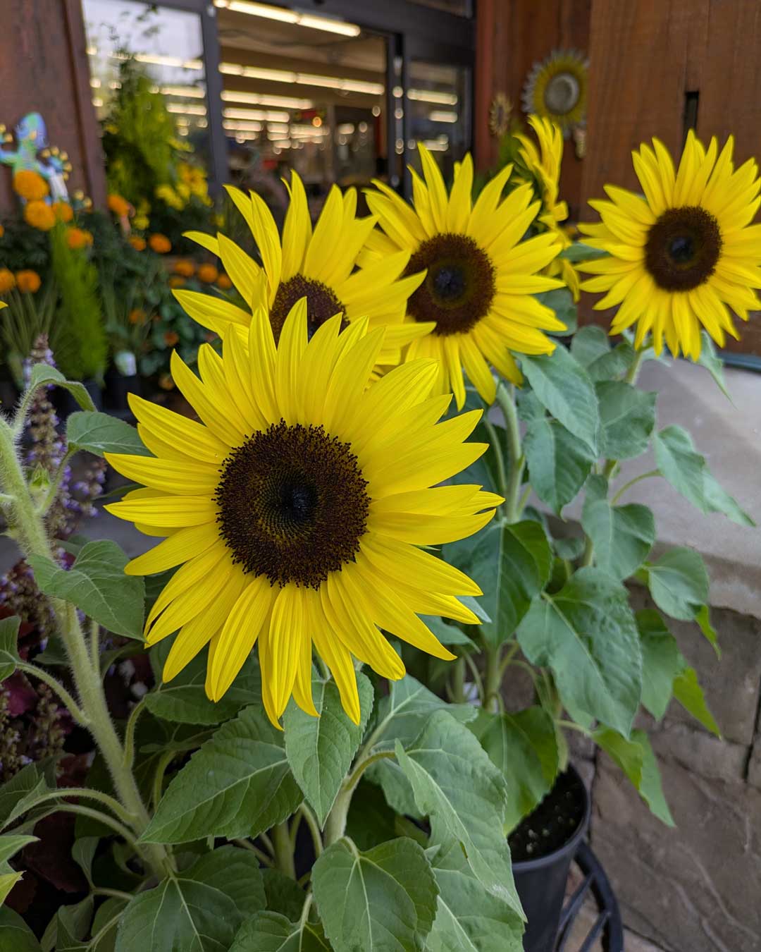 26-garden-sunflowers sunflowers