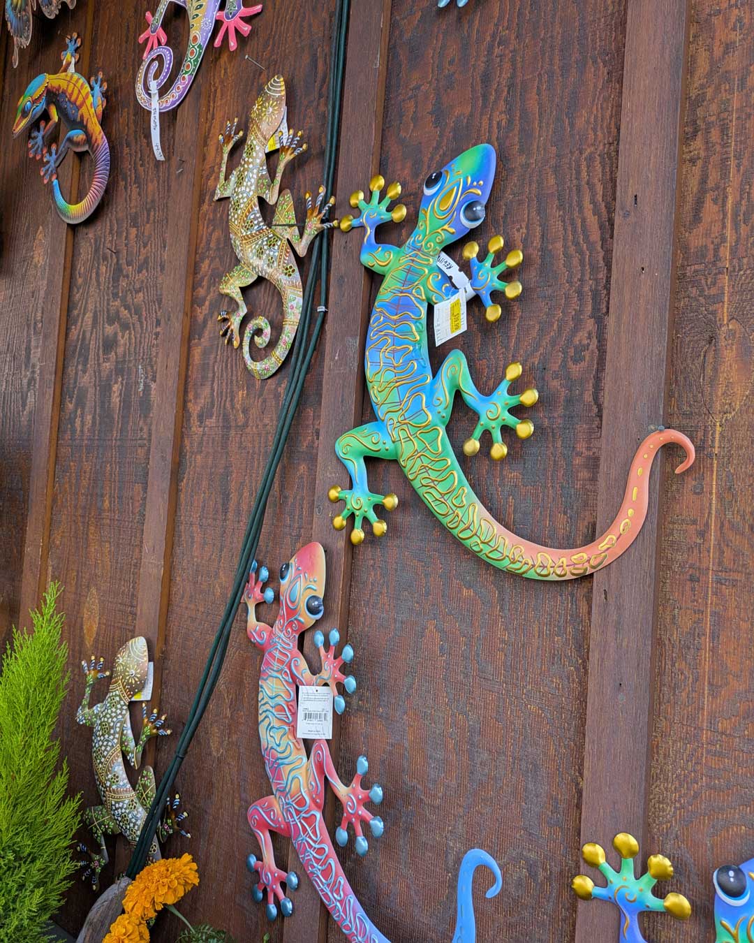 Geckos climbing the wall