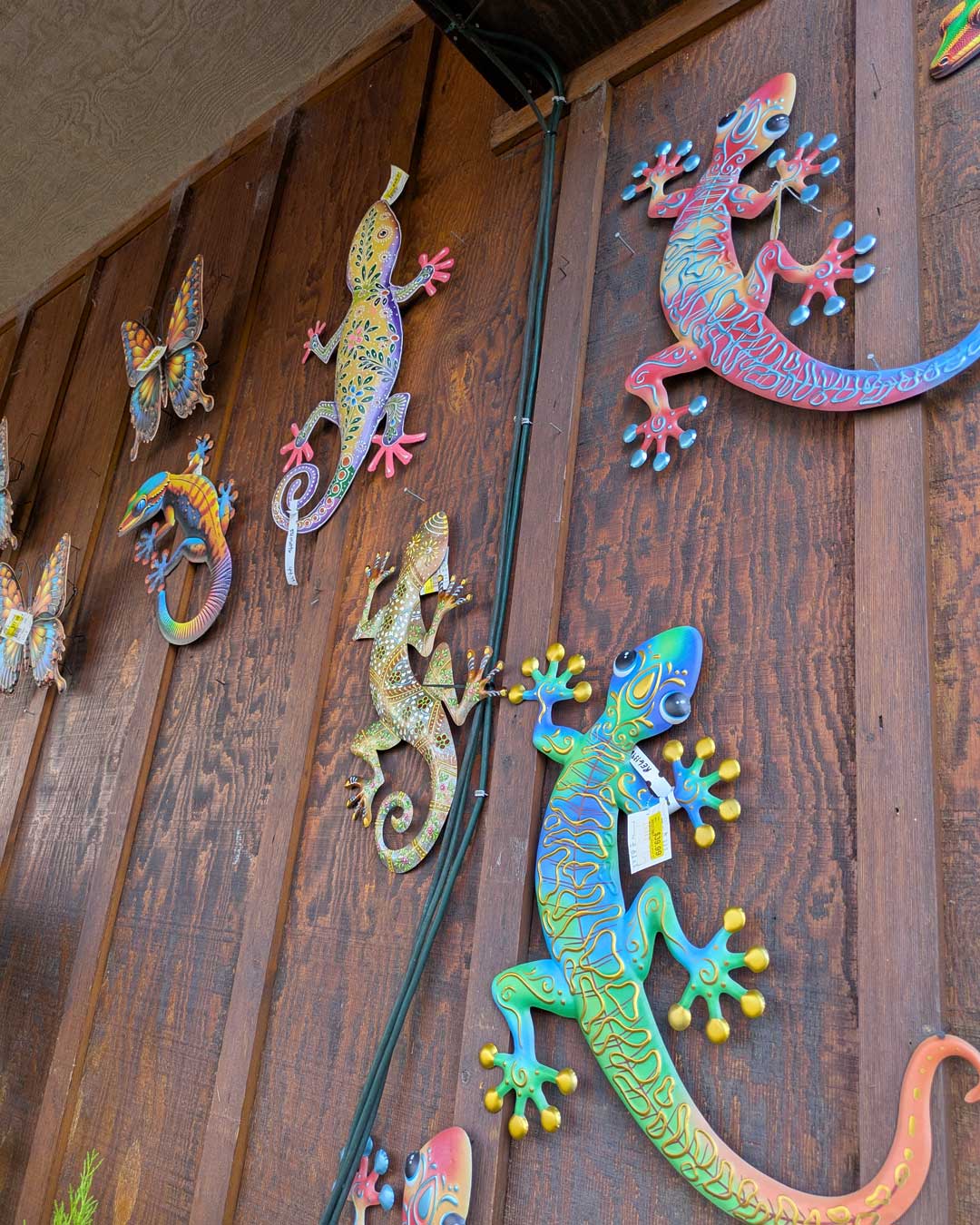 26-geekos3 geckos climbing