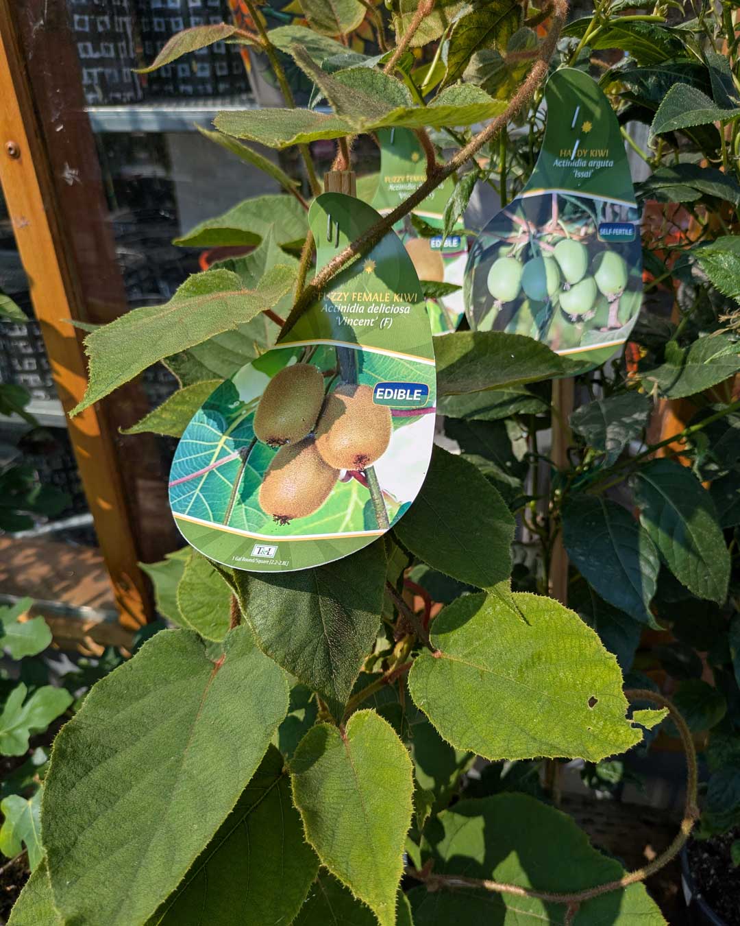 26-kiwi-fruit edible plants Kiwi