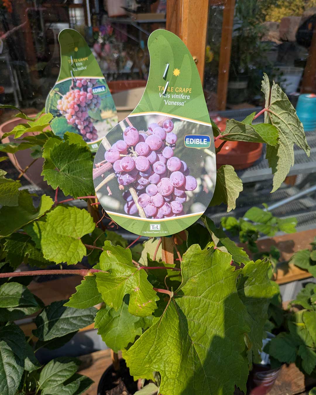 26-table-grape edible plants table grapes
